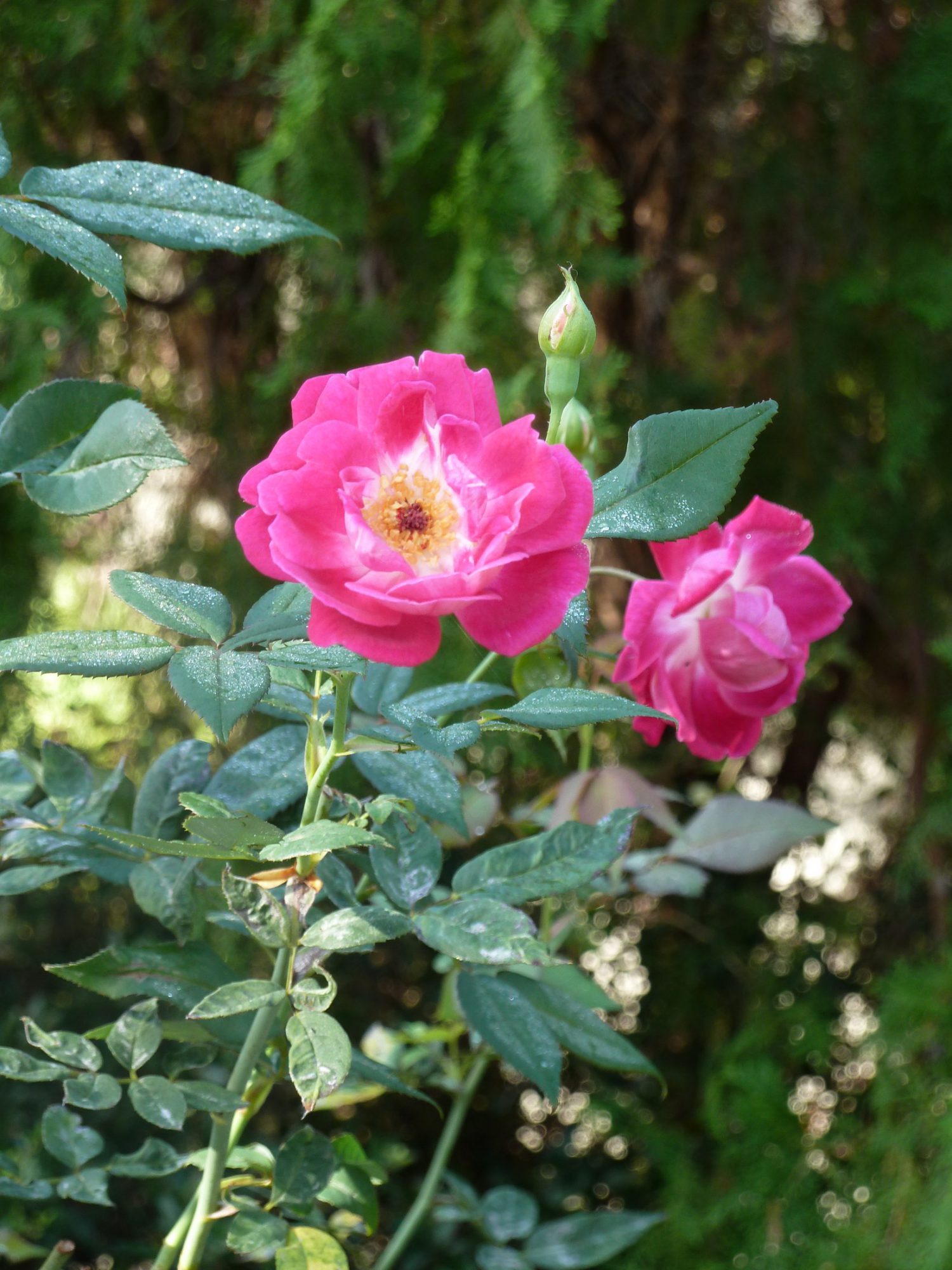 Antique Roses Louis Phillippe