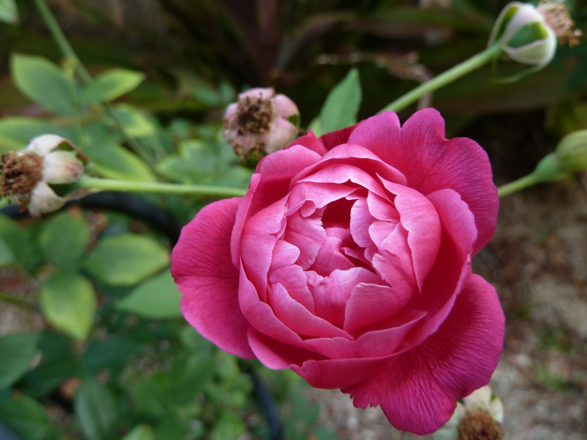 Antique Rose Cramoisi Superieur