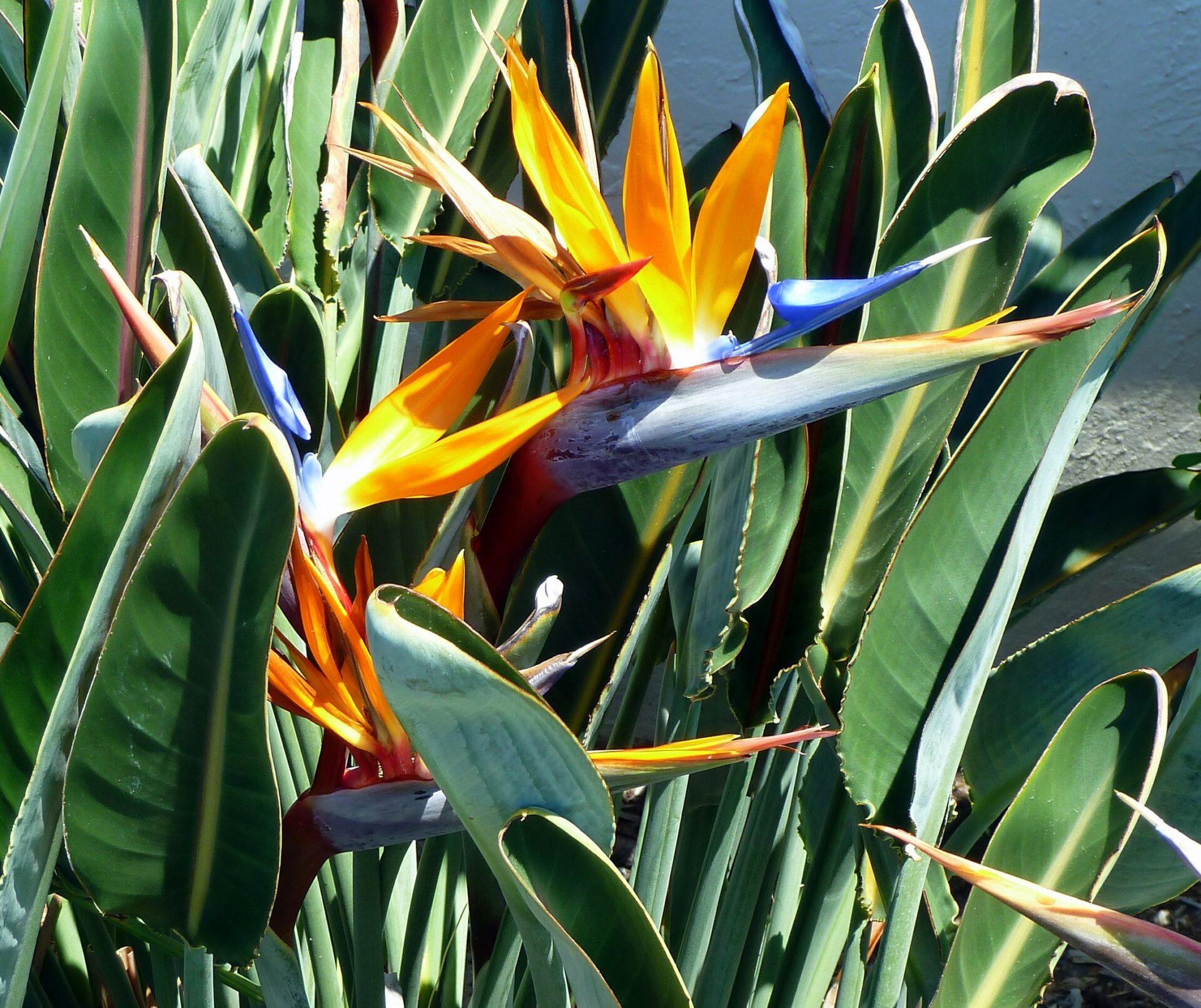 orange birds of paradise strelitzia reginae