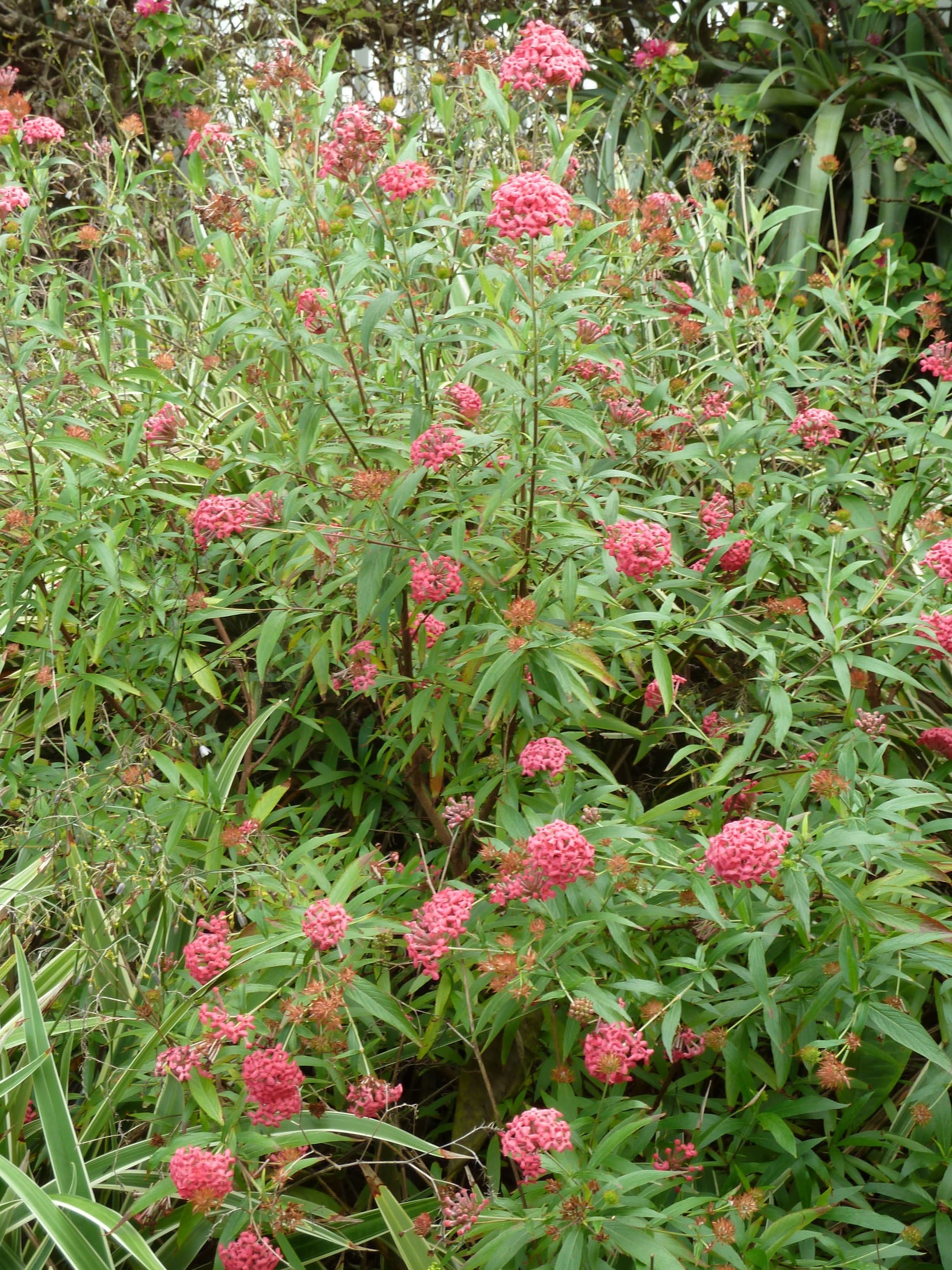 panama rose (Rondeletia leucophylla)
